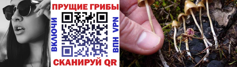 магазин продажи Игра Псилоцибиновые грибы Cubensis